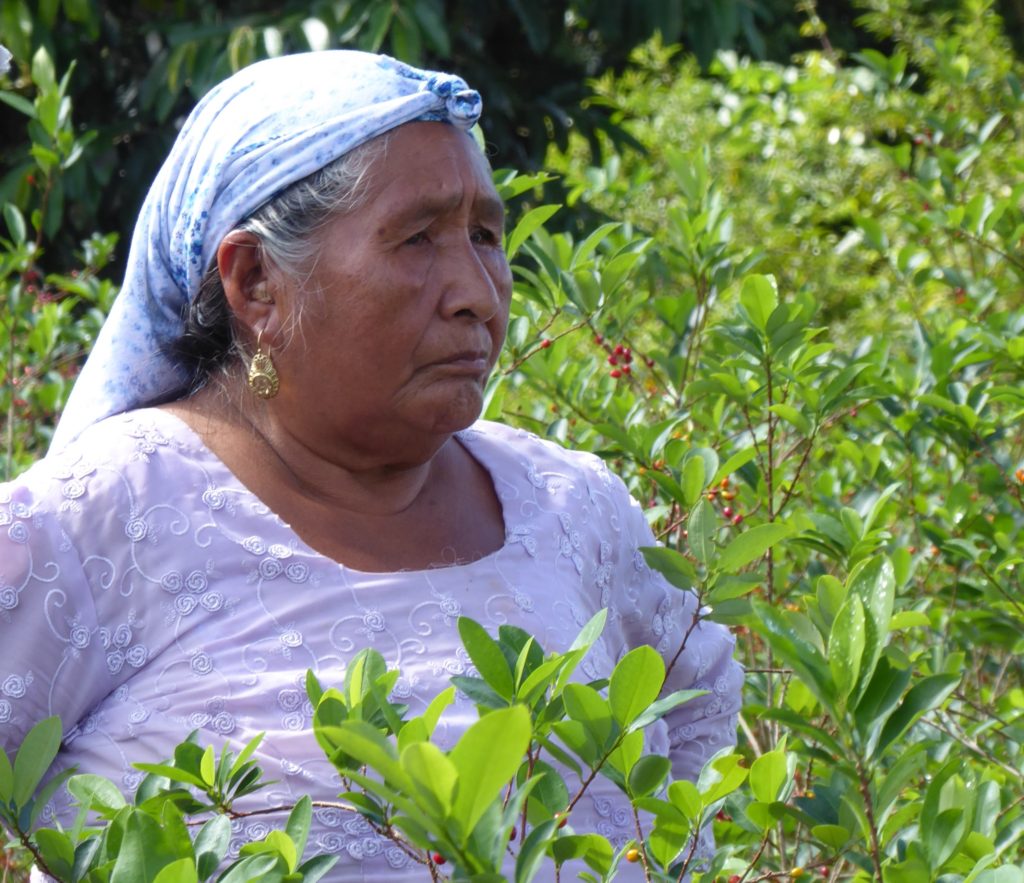 MOVILIZACI N DE MUJERES CULTIVADORAS DE COCA Y AMAPOLA PARA EL